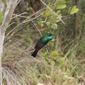 Southern Double-collared Sunbird