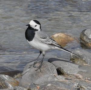 White Wagtail