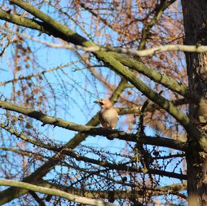 Eurasian Jay