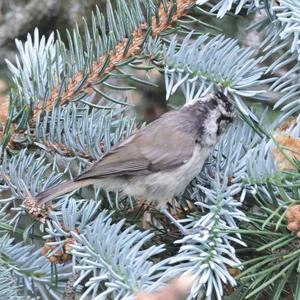 Crested Tit