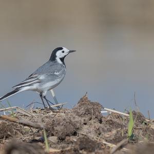 White Wagtail