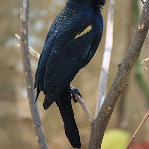 Red-winged Blackbird