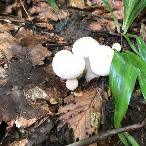 Gem-studded Puffball