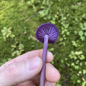 Amethyst Deceiver