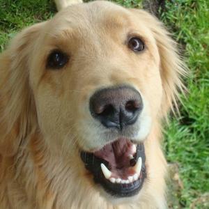 Retriever (Golden)