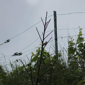 Common Whitethroat