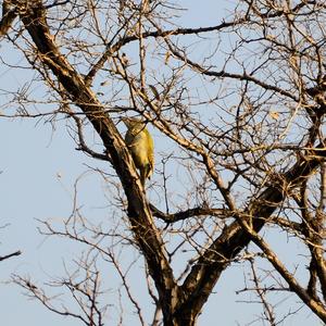 Grey-faced Woodpecker