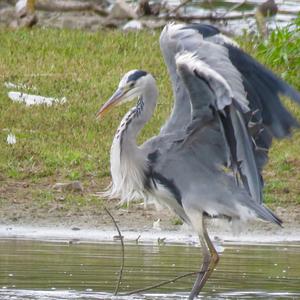 Grey Heron