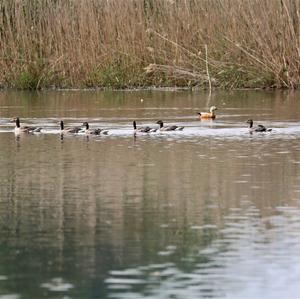 Ruddy Shelduck