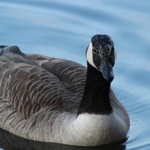 Canada Goose