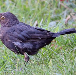 Eurasian Blackbird