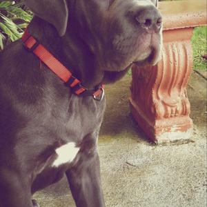 Neapolitan Mastiff