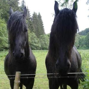 Friesian