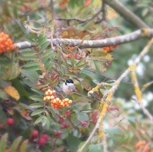 Willow Tit