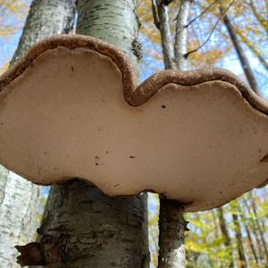 Red-belted Polypore