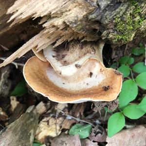 Dryad`s Saddle