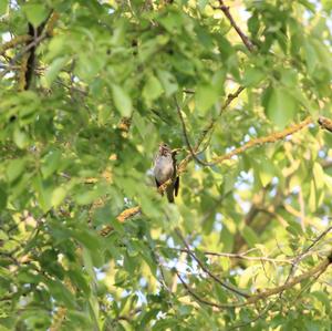 Tree Pipit