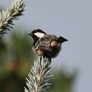 Coal Tit