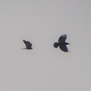 Common Kestrel