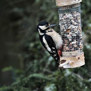 Great Spotted Woodpecker