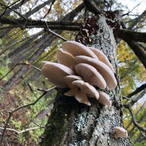 Oyster Mushroom