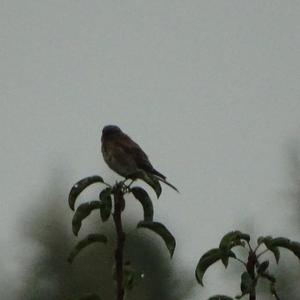 Eurasian Tree Sparrow