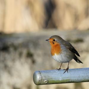 European Robin