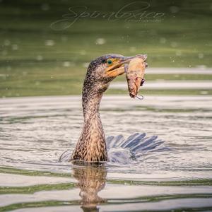 Great Cormorant