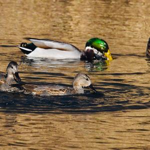 Gadwall