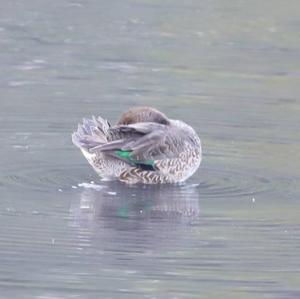 Common Teal