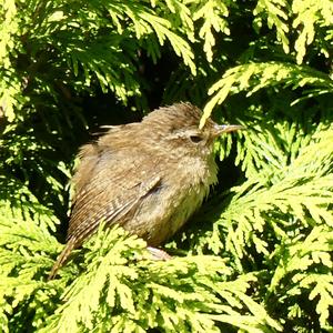 Winter Wren