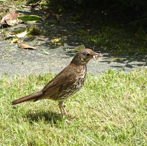 Song Thrush