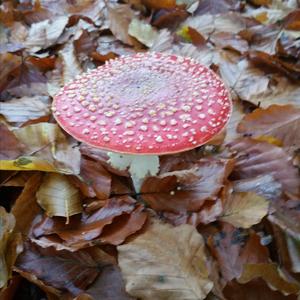 Fly Agaric