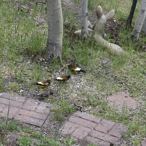 Evening Grosbeak