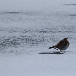 Fieldfare