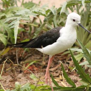 Black-winged Stilt