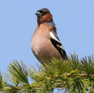 Eurasian Chaffinch