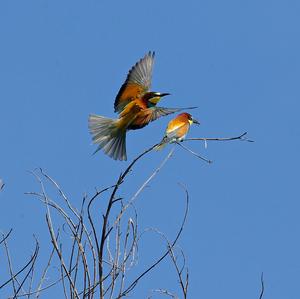 European Bee-eater