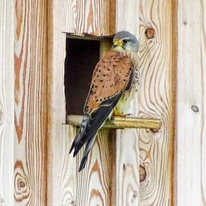 Common Kestrel