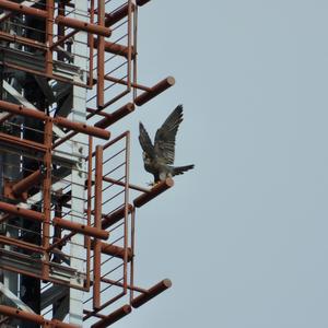 Peregrine Falcon