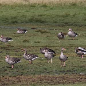 Greylag Goose