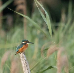 Common Kingfisher