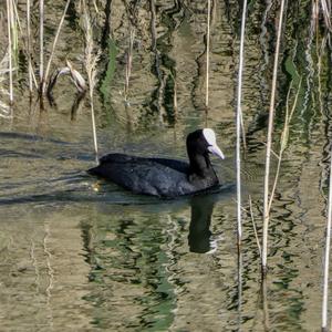 Common Coot