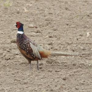 Common Pheasant