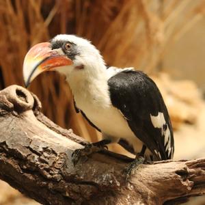 Von der Decken's Hornbill