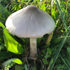 Partridge Mushroom