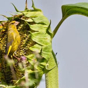 European Greenfinch