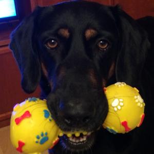 Unknown Breed