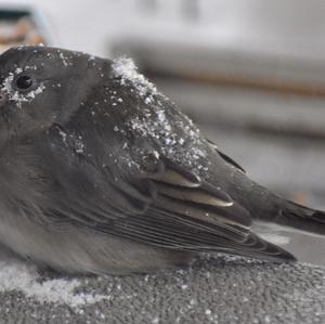 Dark-eyed Junco