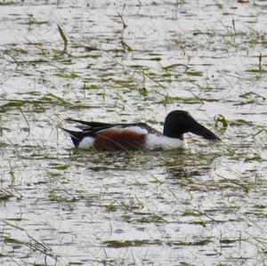 Northern Shoveler